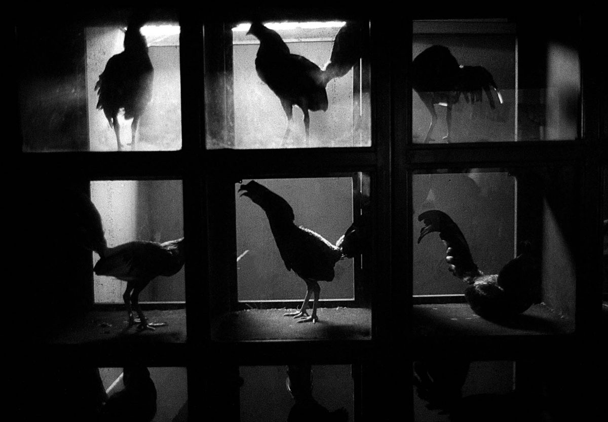 El silencio enciende un habla animal: La animalidad como forma de subjetivación en ‘Soul of Apure’ (2006) de Igor Barreto