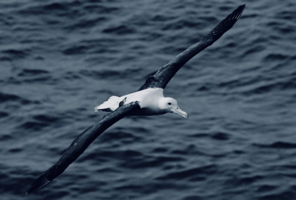 La imagen tangible de Teófilo Tortolero