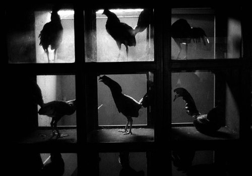 El silencio enciende un habla animal: La animalidad como forma de subjetivación en ‘Soul of Apure’ (2006) de Igor Barreto